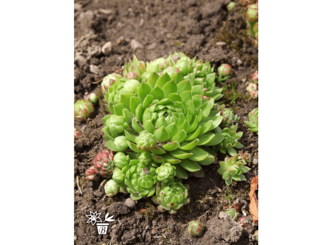 Sempervivum soboliferum